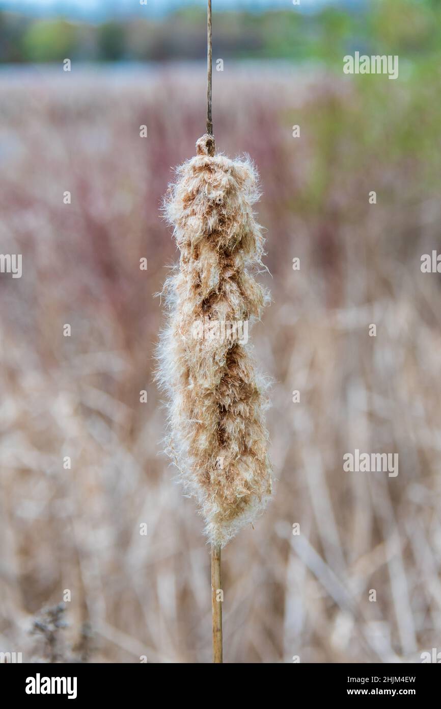 Cat tail plant hires stock photography and images Alamy