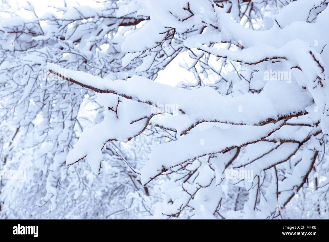 Winter landscape. Tree branches are covered with snow Stock Photo - Alamy