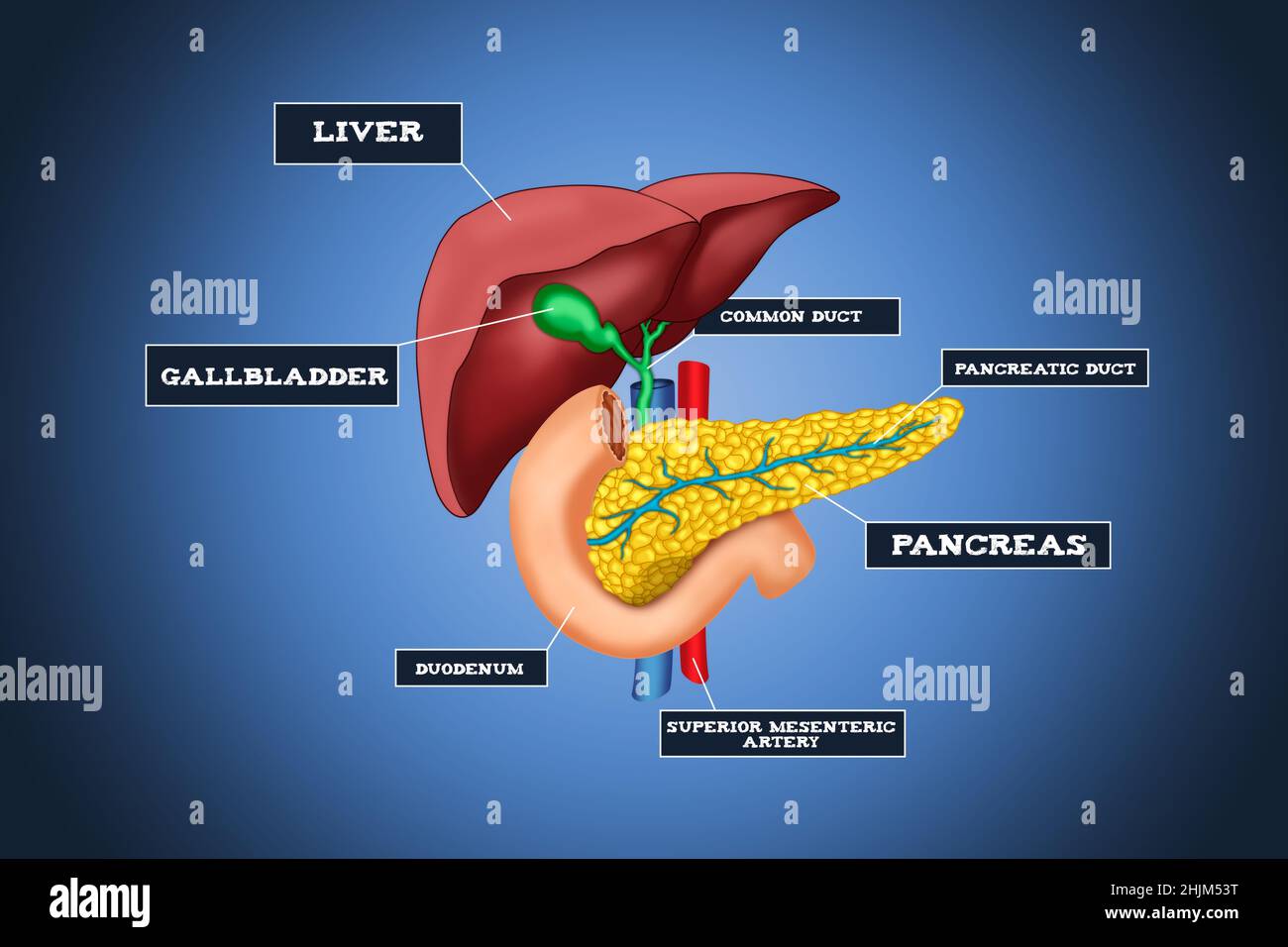 Infographic of the human liver system with detailed description of the Pancreas and Liver. Medical future technology and innovative concept. Stock Photo