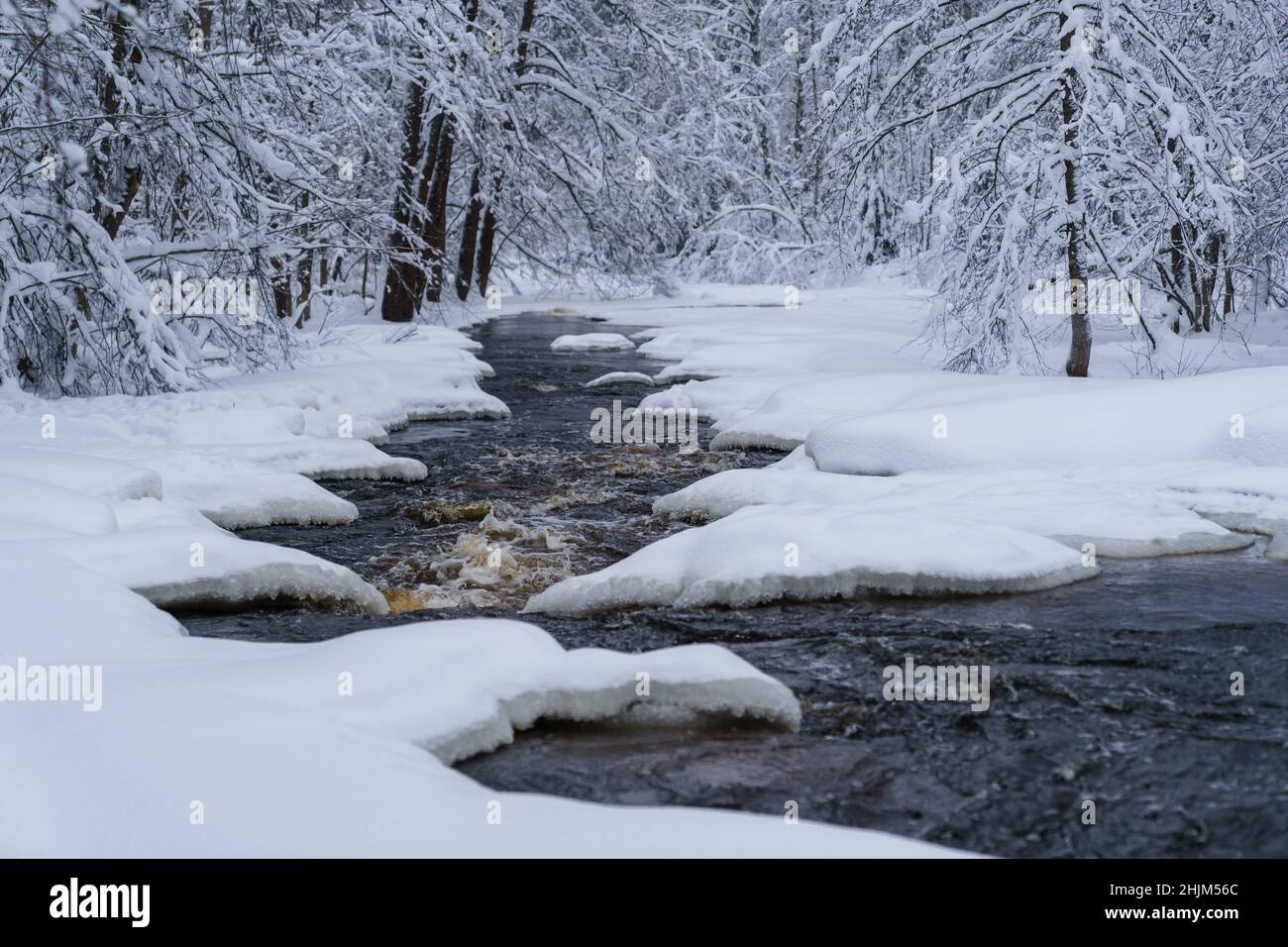 Rapid raging river flowing through snowy forest on cold winter gloomy ...
