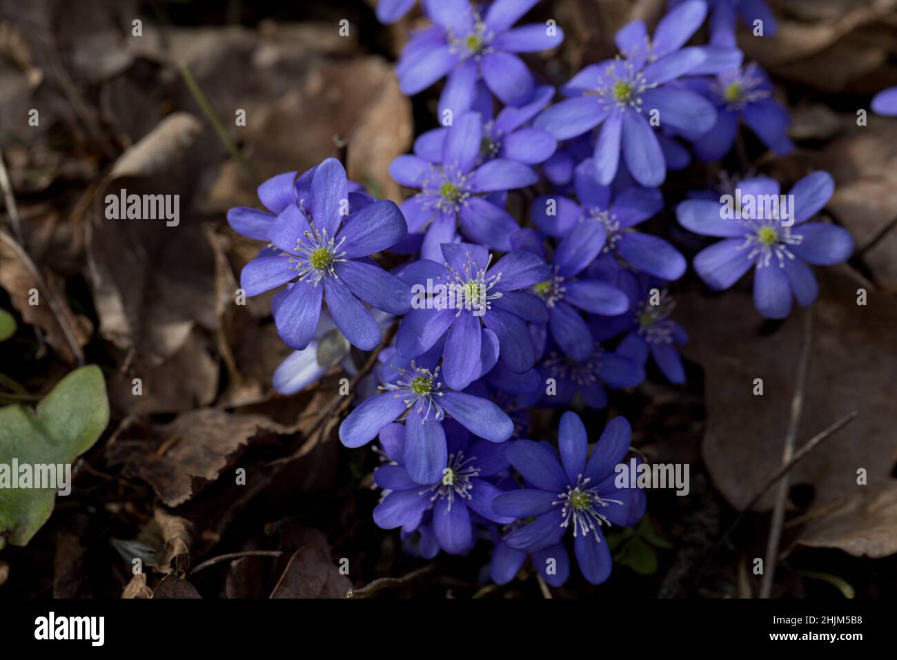 Anemone hepatica (Hepatica nobilis) Liverwort flowering in spring in the forest. Wild forest plant. Close up. Stock Photo