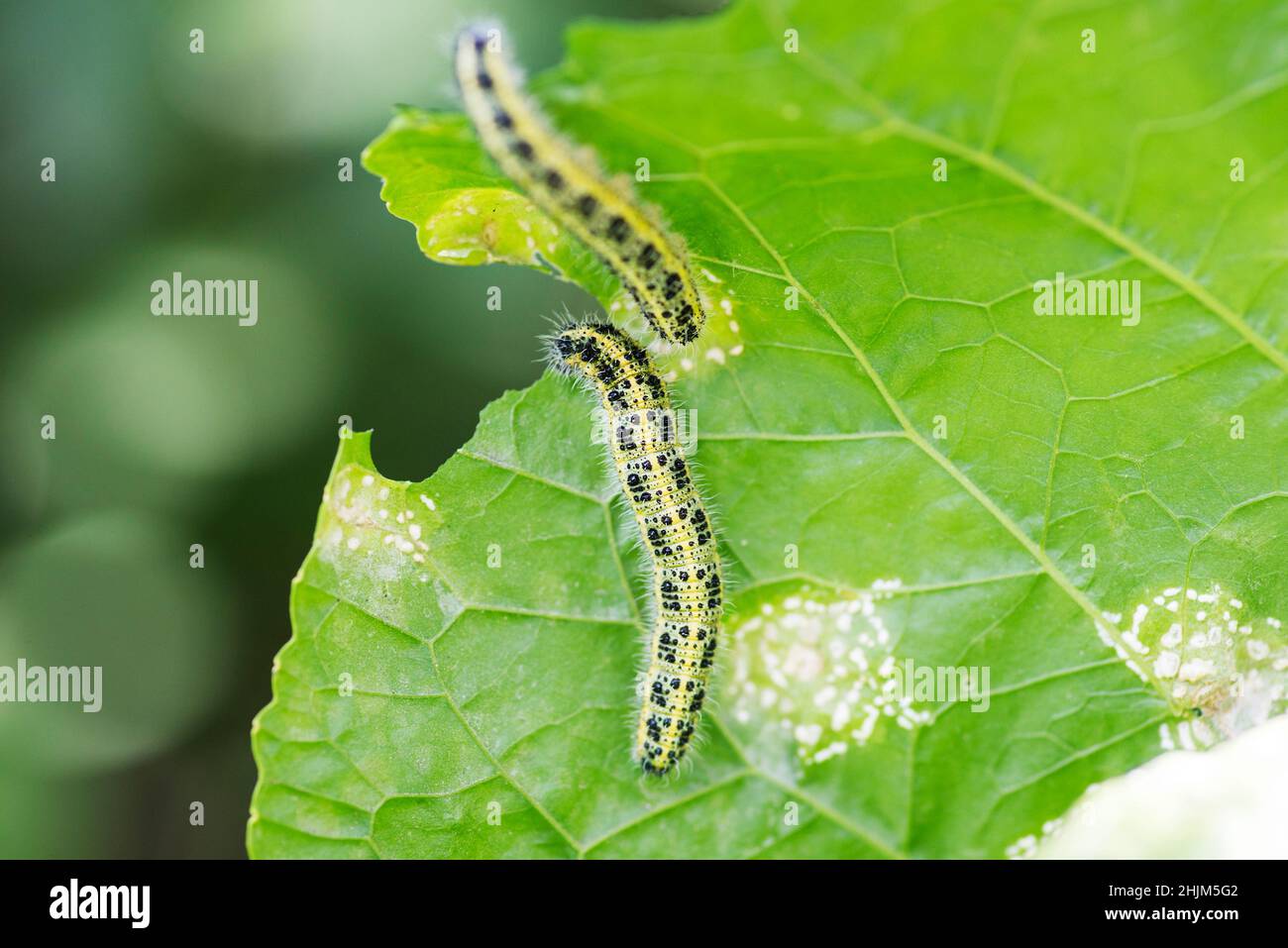 Close up of Cabbage White Caterpillar eating holes in cabbage leaf