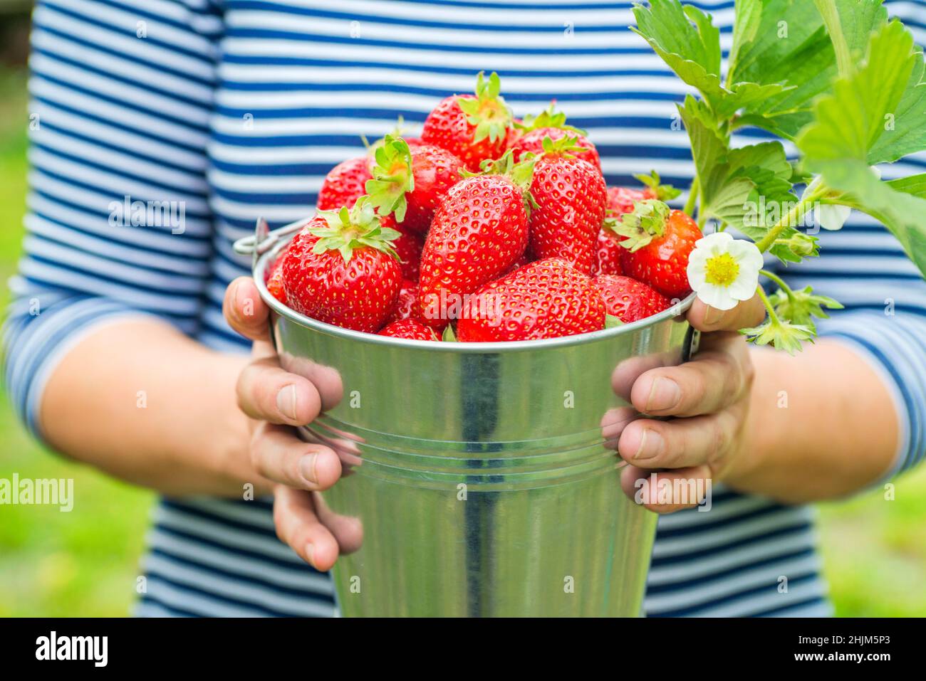 Womans hands are holding a bucket with freshly picked strawberries. Ripe organic strawberries. Harvest concept. Stock Photo