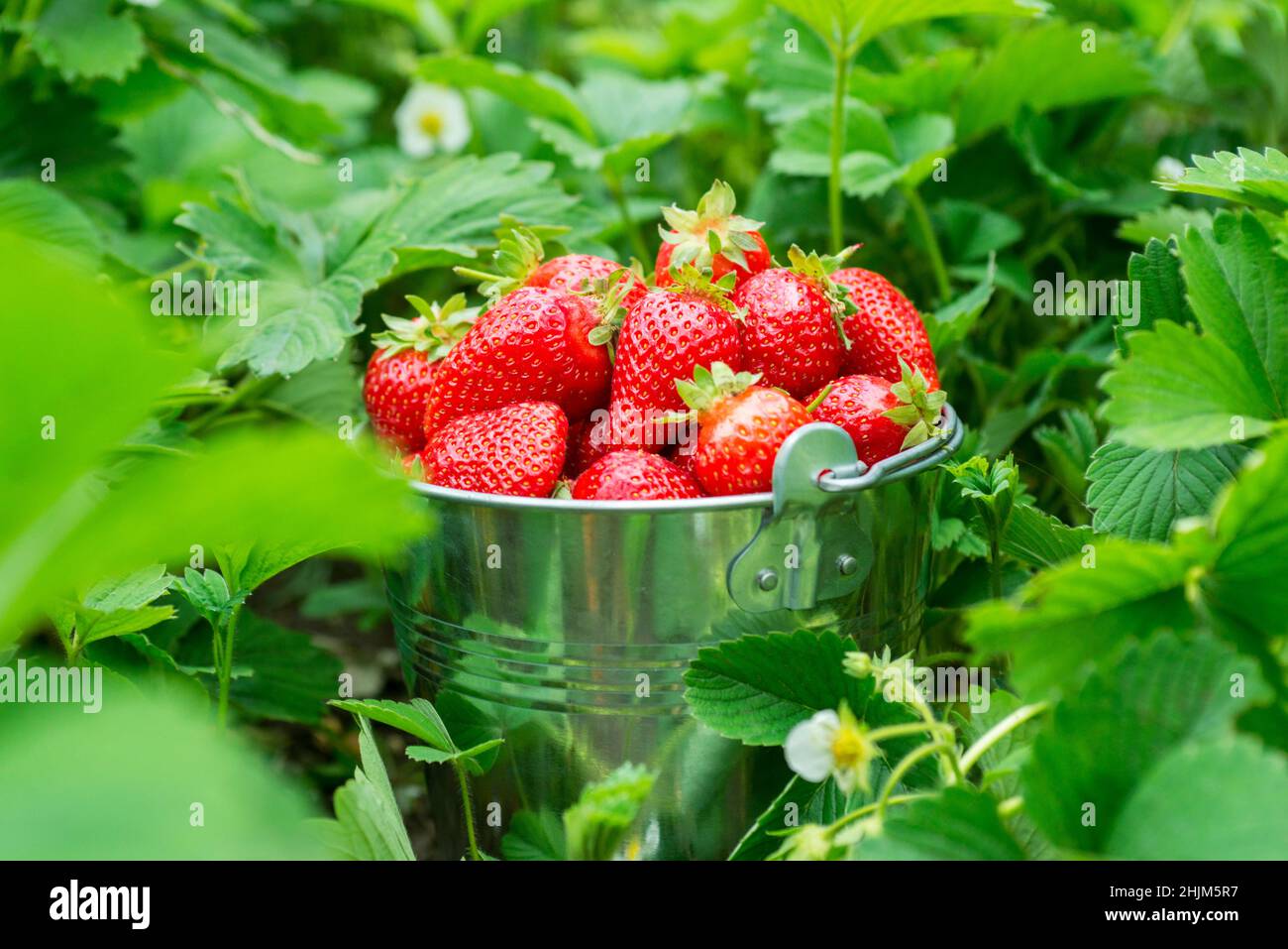 A bucket full of freshly picked strawberries in summer garden