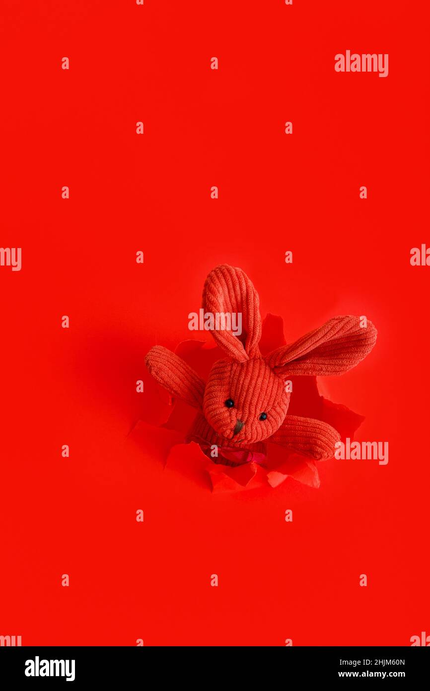 Red plush bunny easter bunny Climbs out peeking out of torn paper hole Isolated on red color background. Vintage baby easter bunny toy. Creative Stock Photo