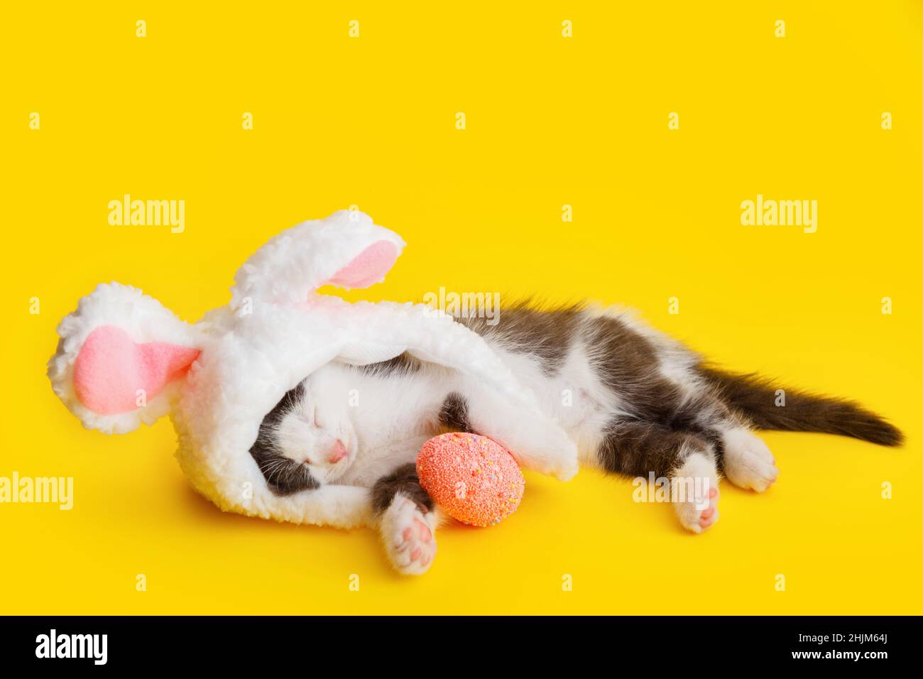 Little cute kitten sleeping Pretending to be Easter bunny. Cat pet wearing rabbit hat with pink bunny ears Hugs Easter pink egg while sleeping Stock Photo