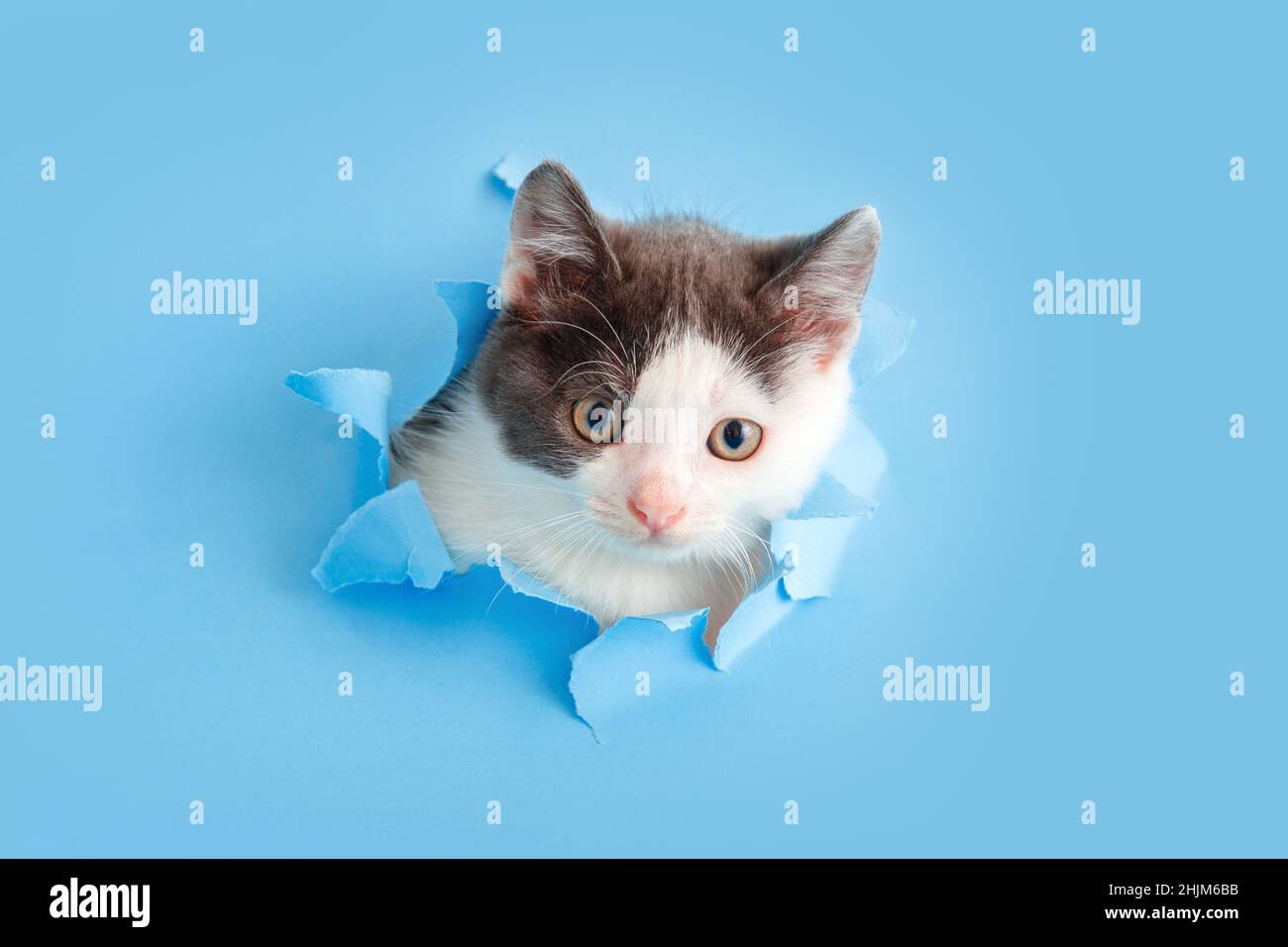 Cute white and gray kitten animal climbs out of paper hole frame isolated on blue color background. Cat pet peeks out of hole with interest. Creative Stock Photo