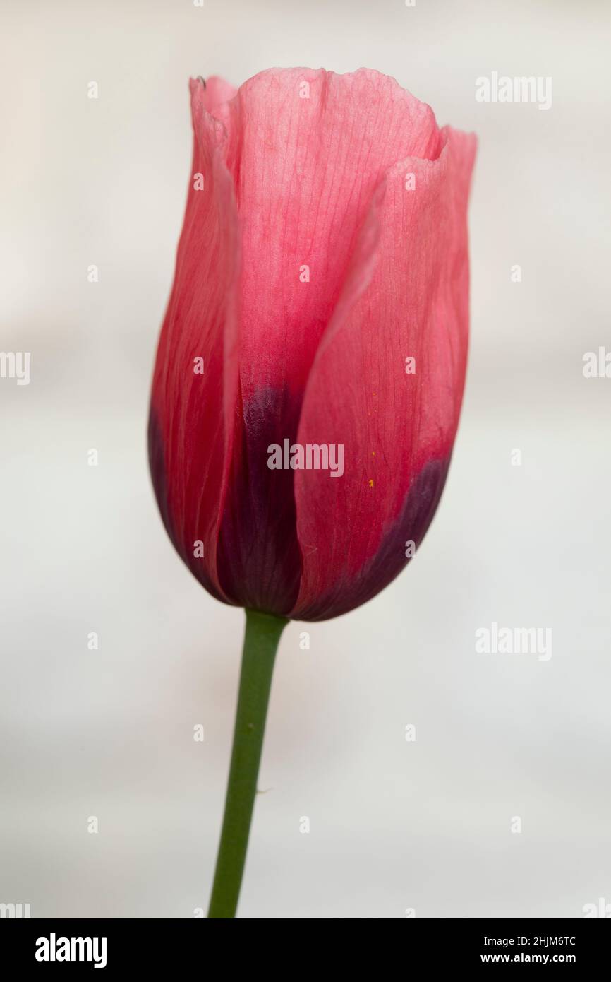 close up of red tulip flower isolated from background Stock Photo