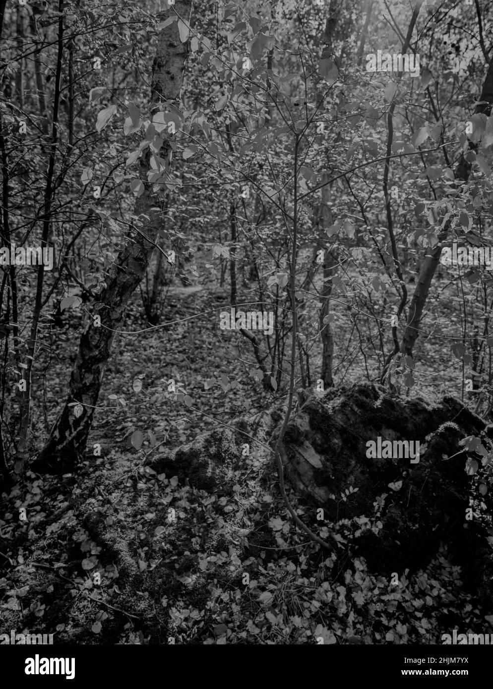 Patterns and textures in nature, intimate landscape of tree patterns Stock Photo Alamy