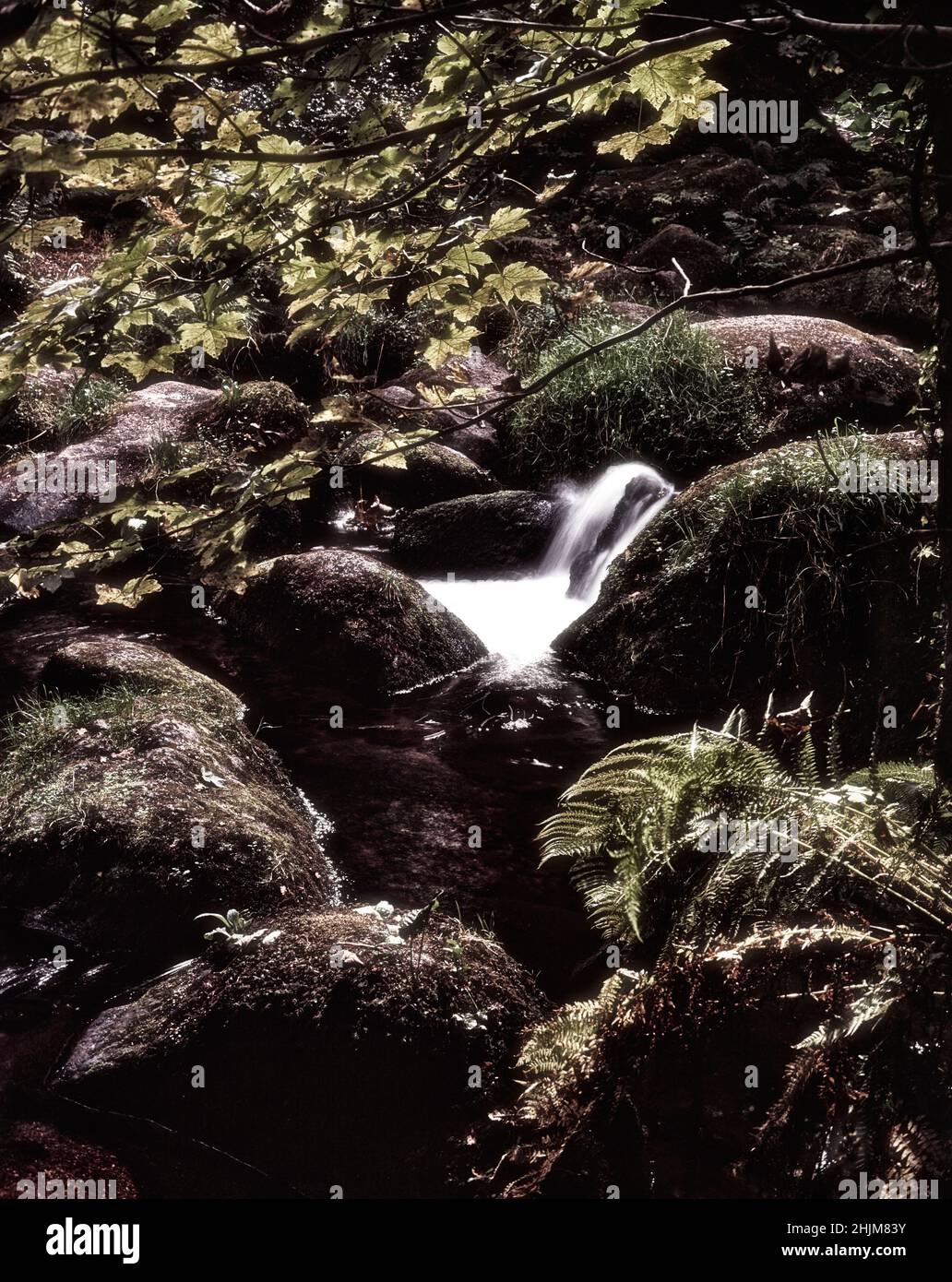 Superb Becky Falls, Water rushing through ancient woodland, natural