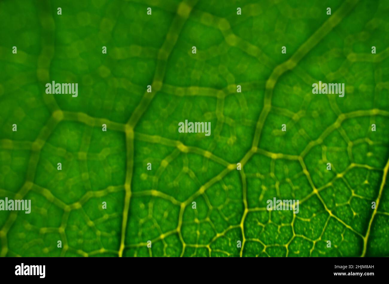 Close-up of a defocused image of green leaf texture. Abstract green background with copy space. Stock Photo