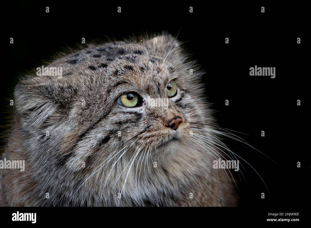 Pallas cat (Otocolobus manul) against dark background Stock Photo