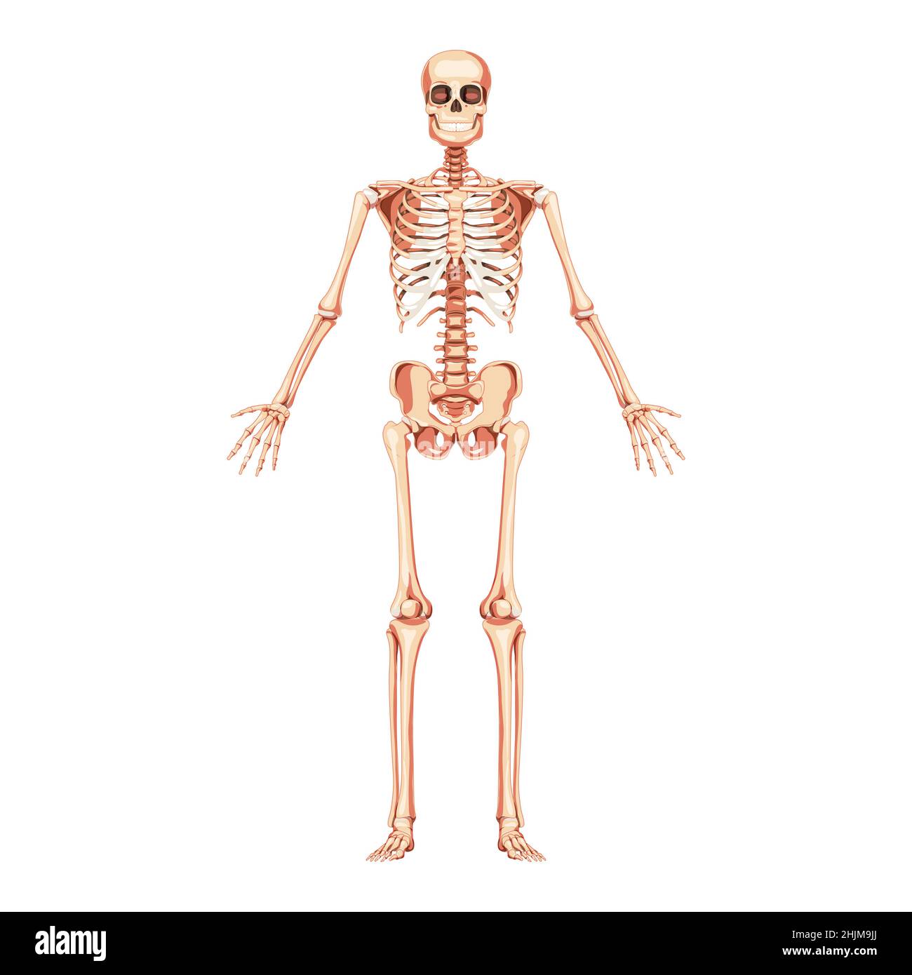 Skeleton Human front anterior view open arms straight. Realistic Anatomical flat natural color concept medically accurate illustration Vector illustration board of anatomy isolated on white background Stock Vector