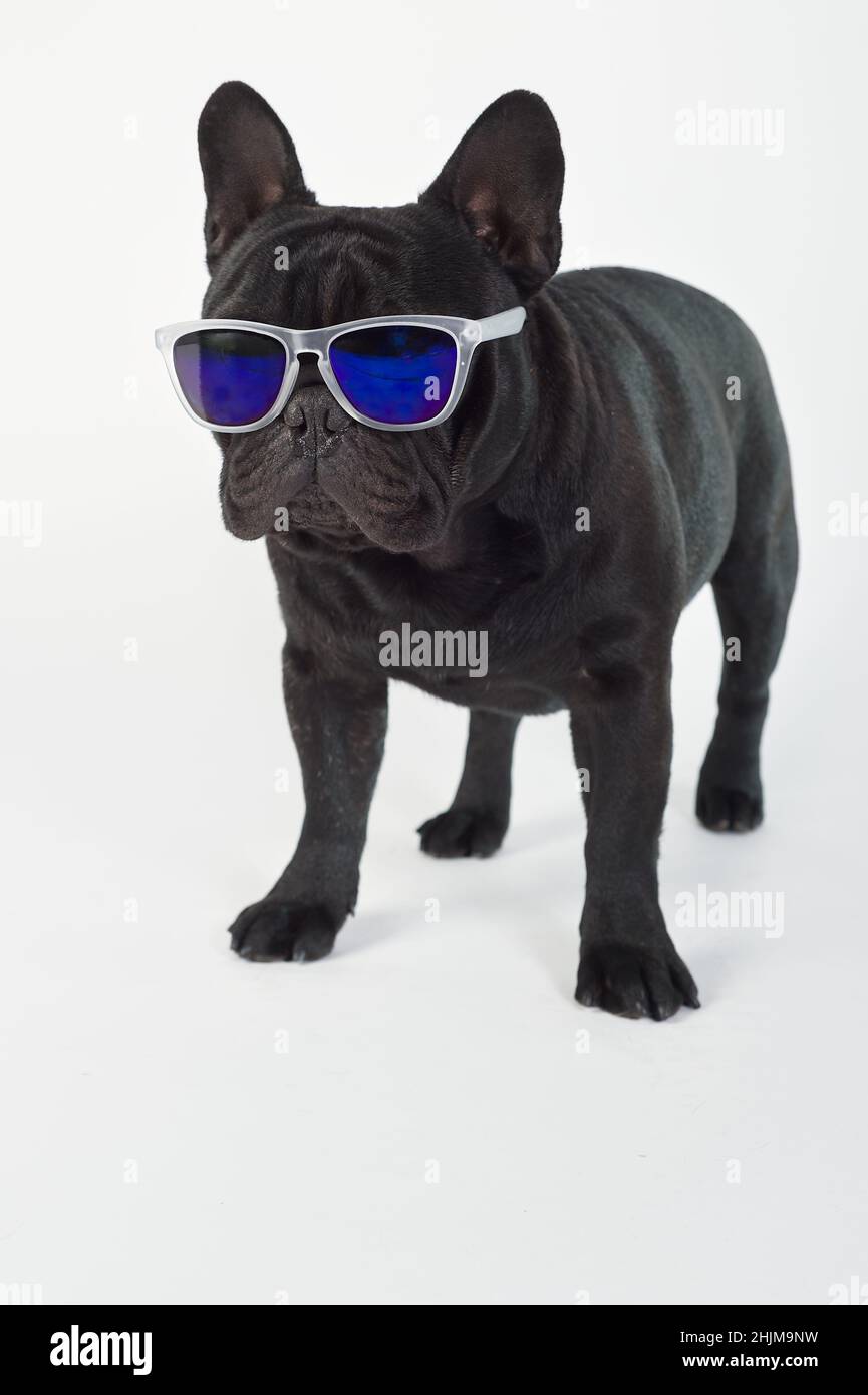 French bulldog purebred dog black standing with sunglasses Stock Photo Alamy