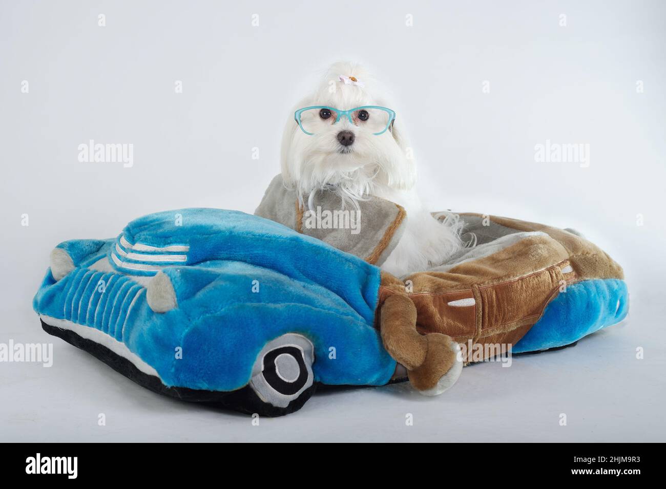 Bichon maltese purebred dog with glasses seated in car Stock Photo