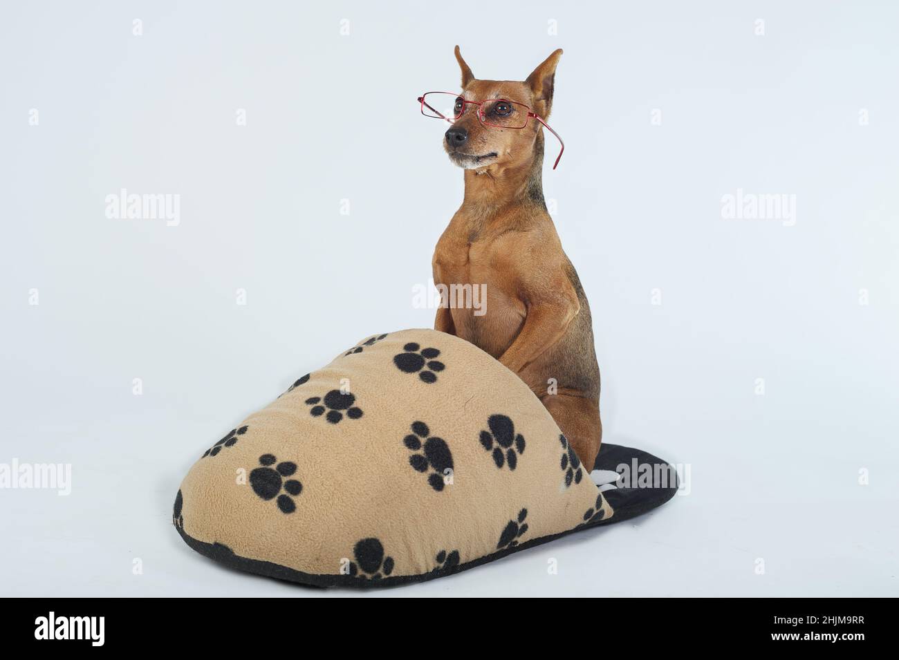 Miniature pinscher purebred dog seated with glasses into the great slipper Stock Photo
