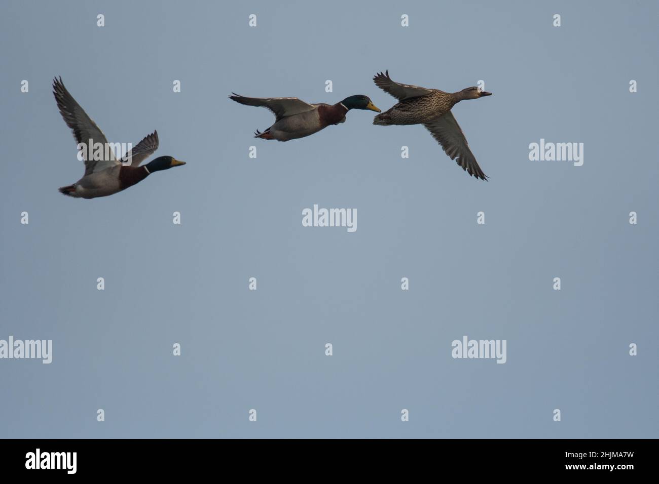 Two male and one female mallards flying across the sky Stock Photo