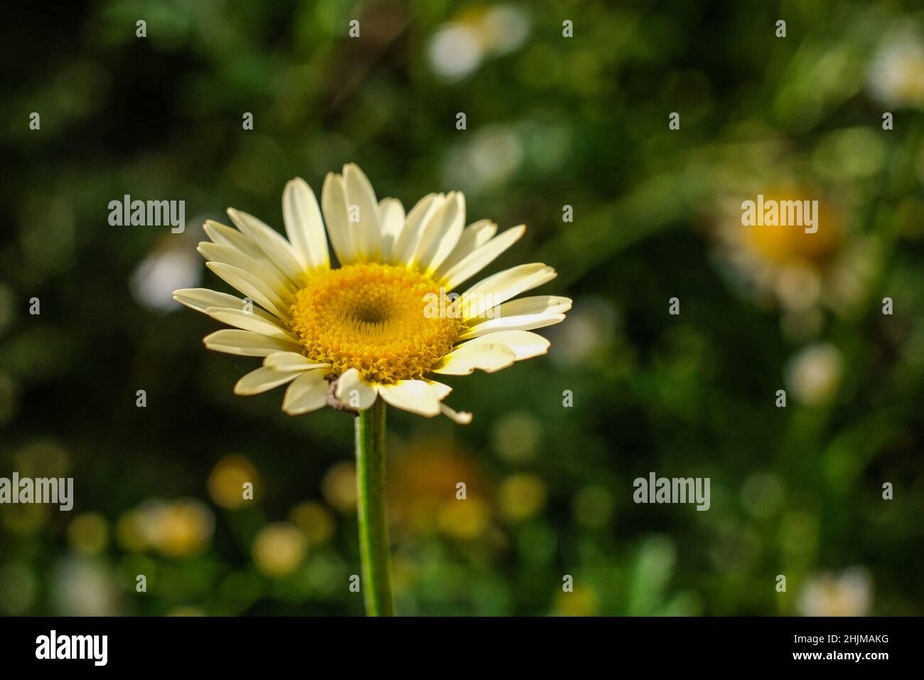 Yellow margarite flower against dark green background Stock Photo