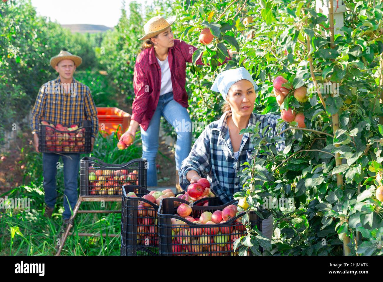 Concentrated female farmer harvesting ripe apples in garden Stock Photo ...