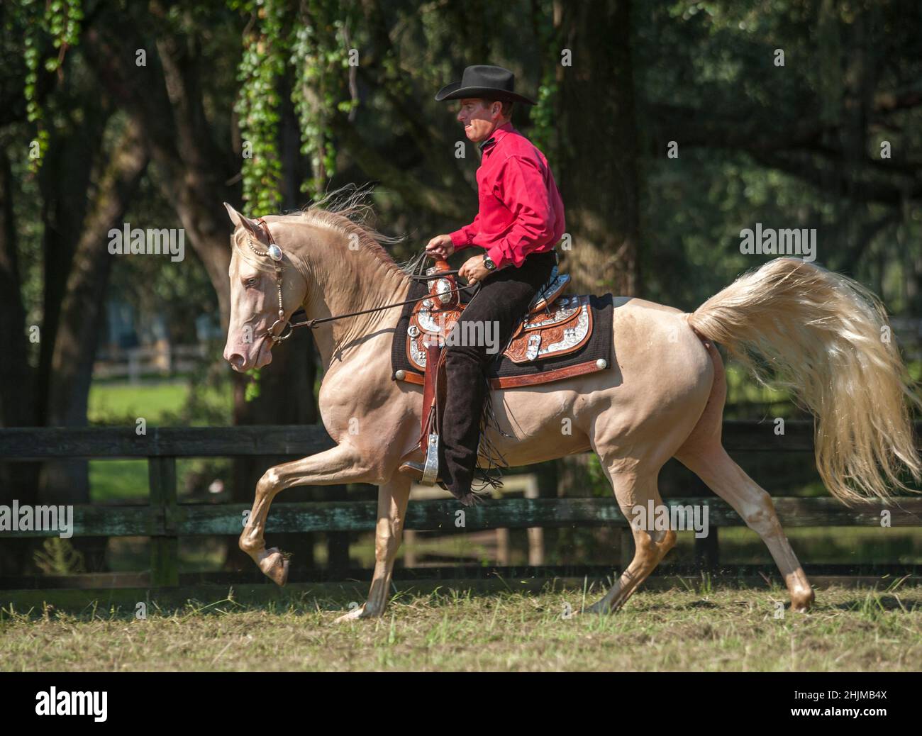 Rider in western costume riding Morgan horse stallion Stock Photo