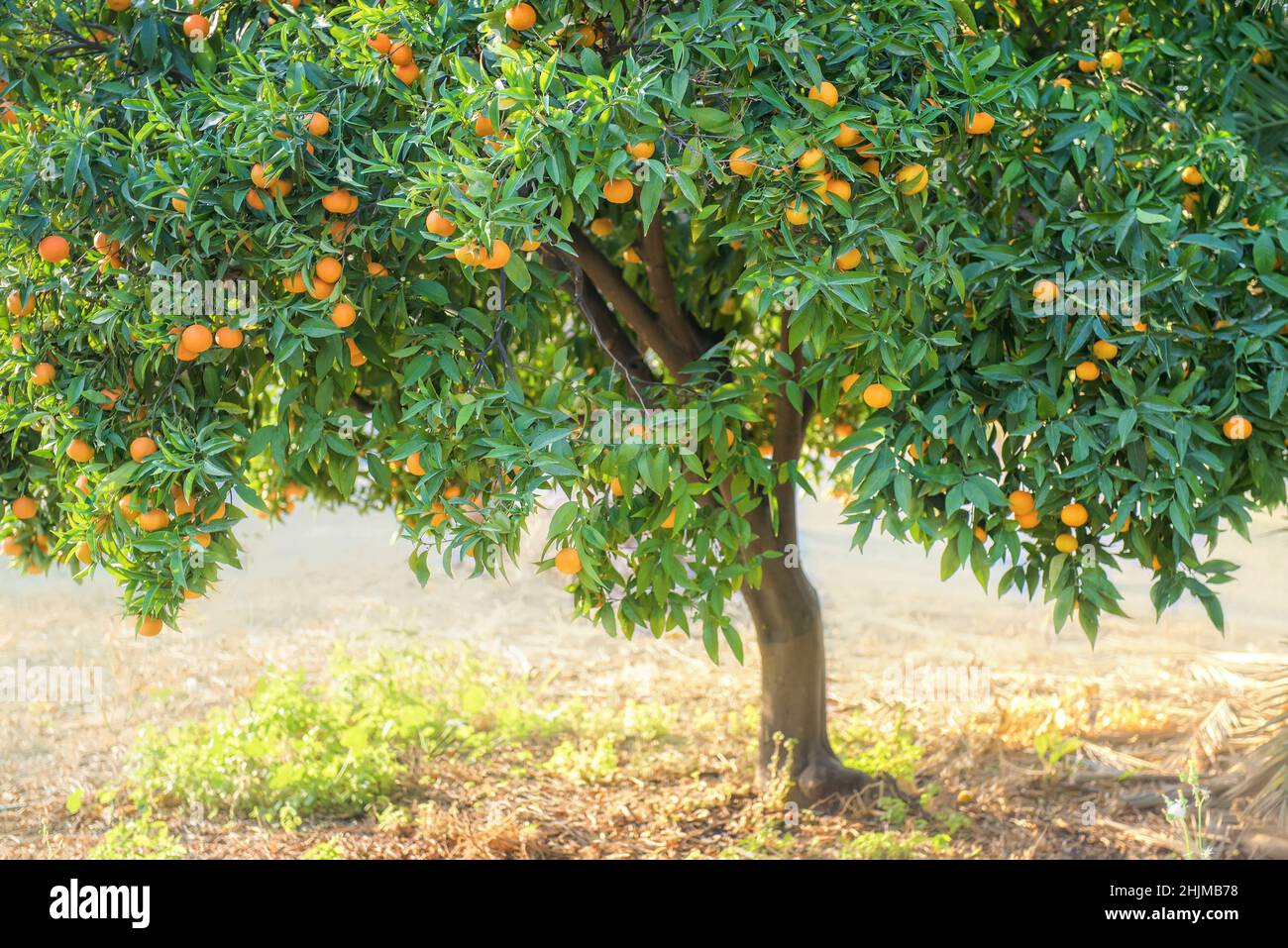 Tangerine tree in a citrus grove full of fruits in autumn Stock Photo