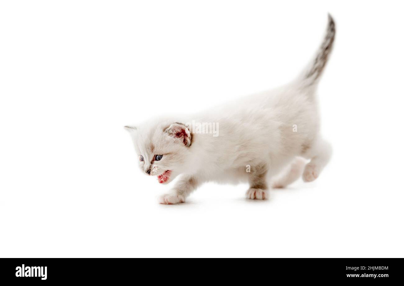 Ragdoll cat kitten isolated on white background Stock Photo - Alamy