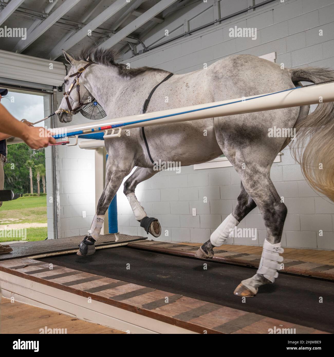 Warmblood Sport Horse workout on treadmill Stock Photo