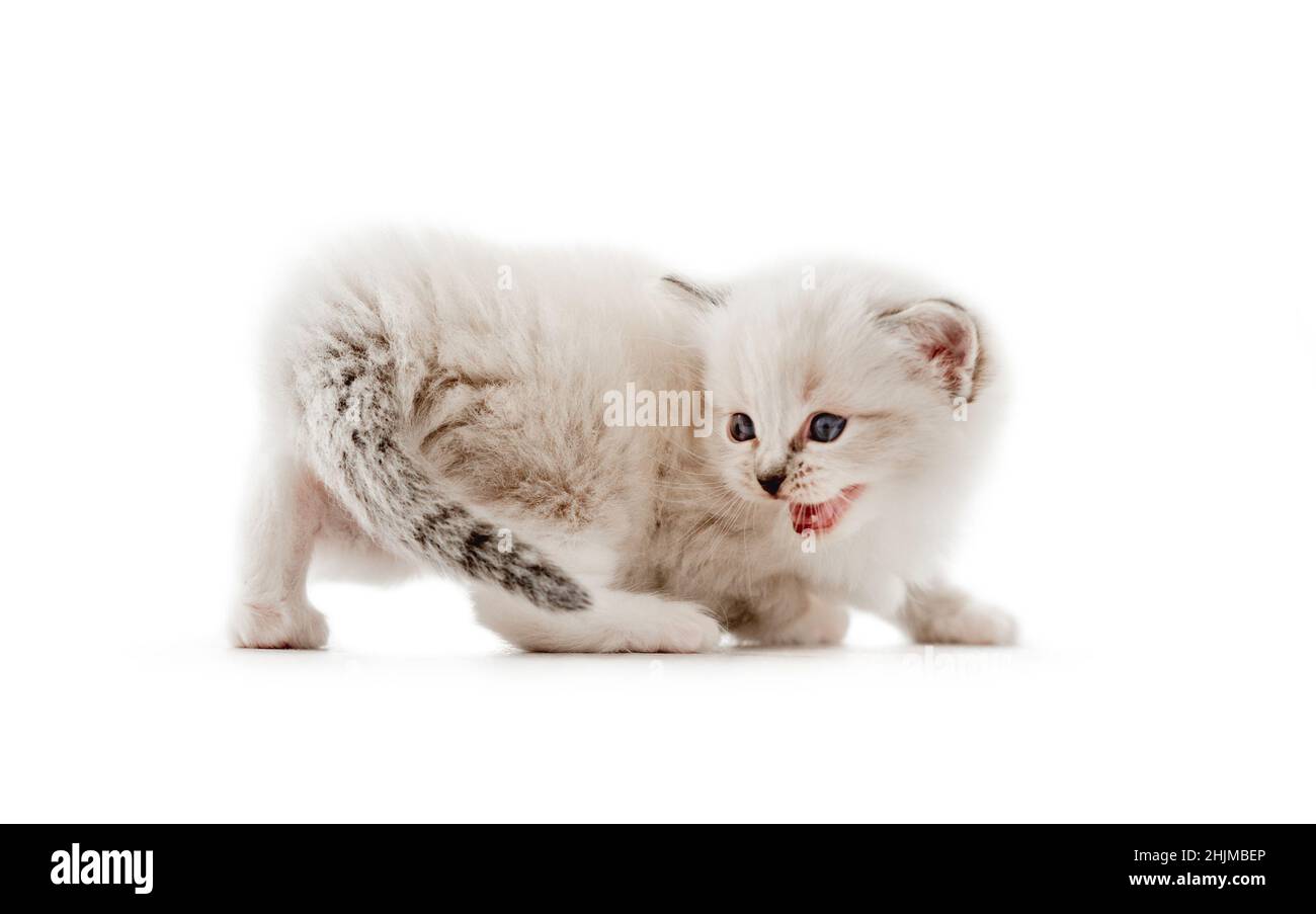 Ragdoll cat kitten isolated on white background Stock Photo - Alamy
