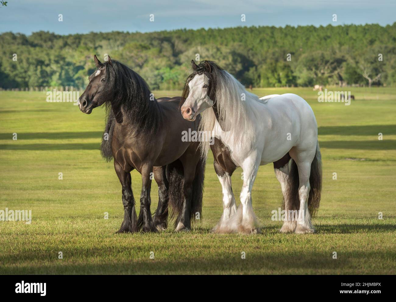 Pair of Gypsy Vanner Horse mares stand together in paddock Stock Photo