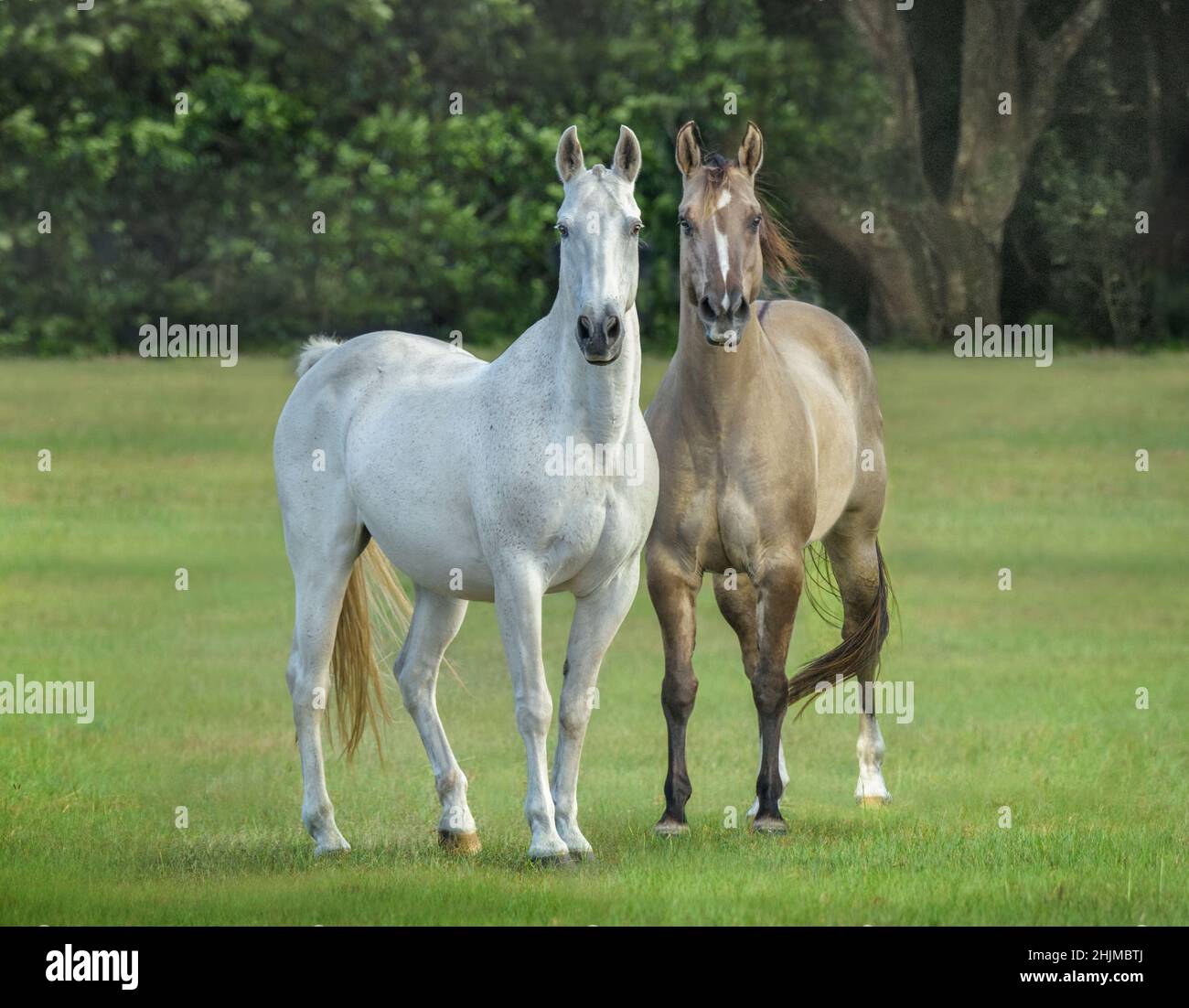 Quarter Horse mares in green paddock Stock Photo