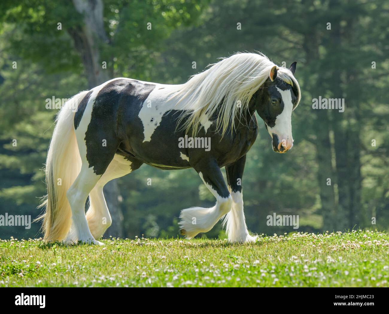 Gypsy Vanner Horse mare Stock Photo