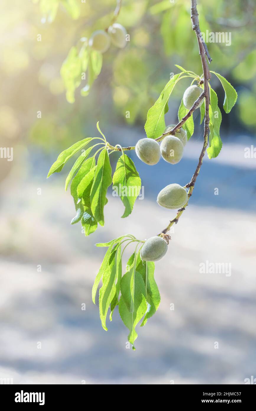 Almond nuts growing on a tree branch in almond orchard. Selective focus
