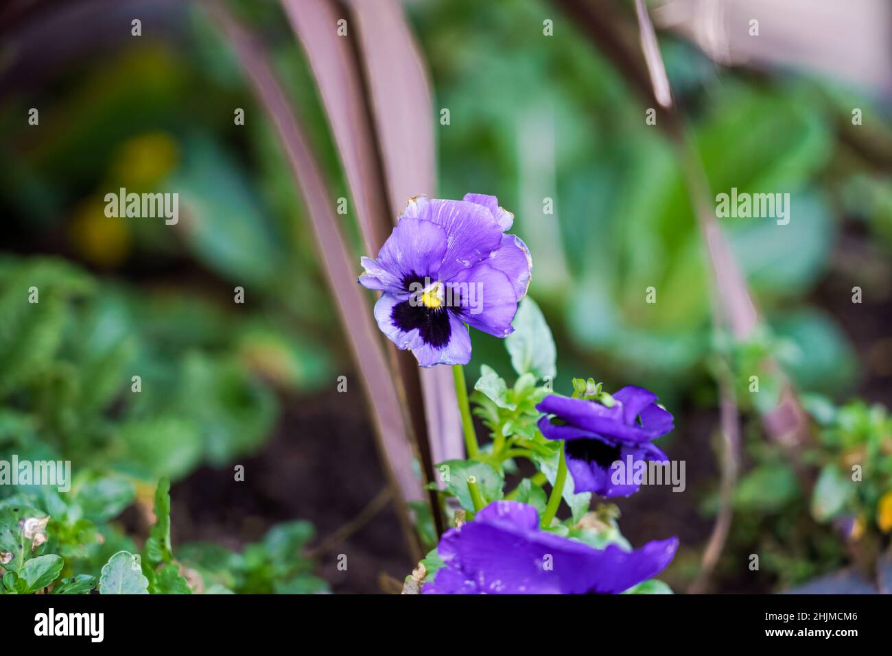 close up of a winter flowering Pansy Matrix Blue Blotch Stock Photo