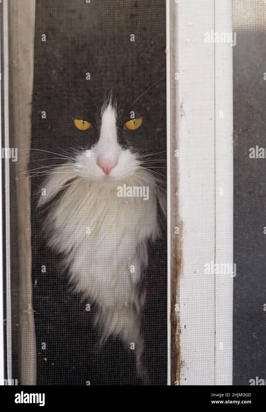 black and white catwith yellow eyes  looking through the screen of an open sliding door Stock Photo