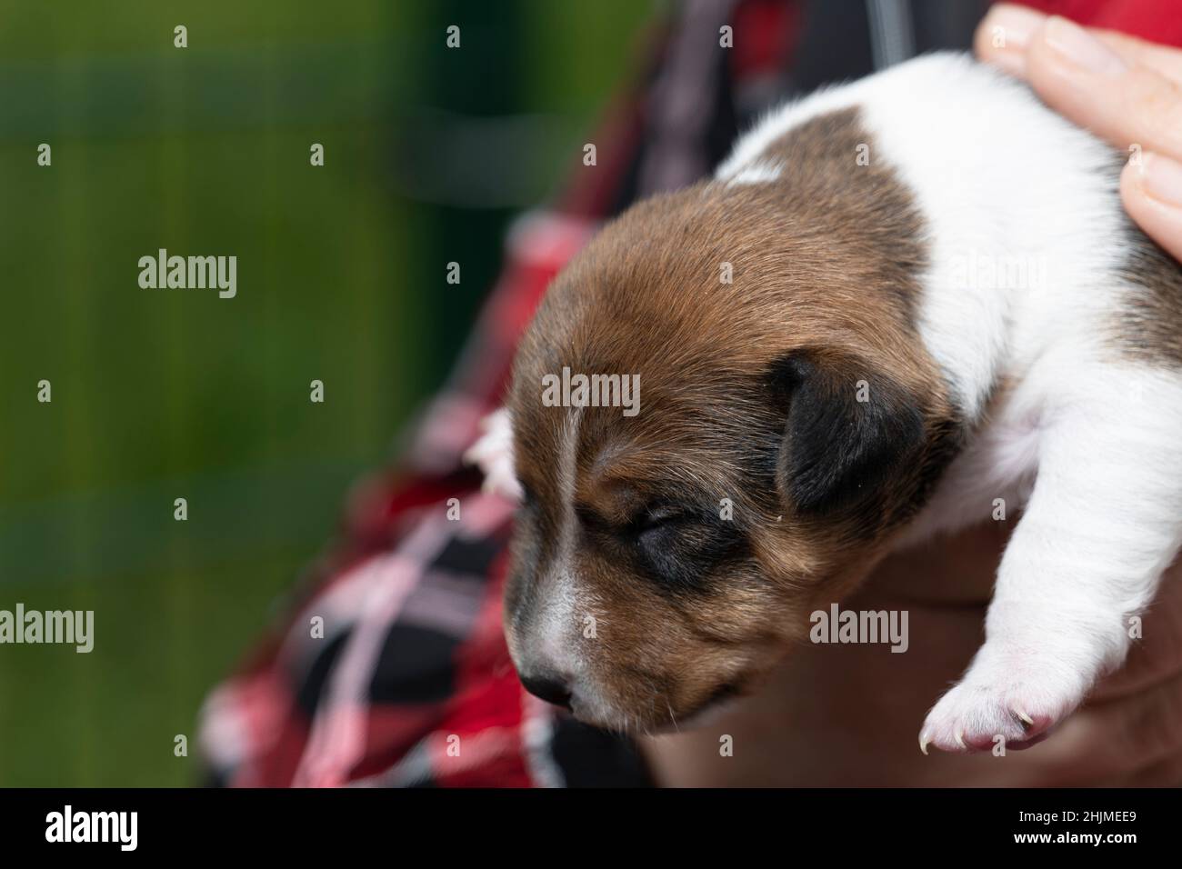 two-week-old Jack Russell Terrier whelp on the arm Stock Photo