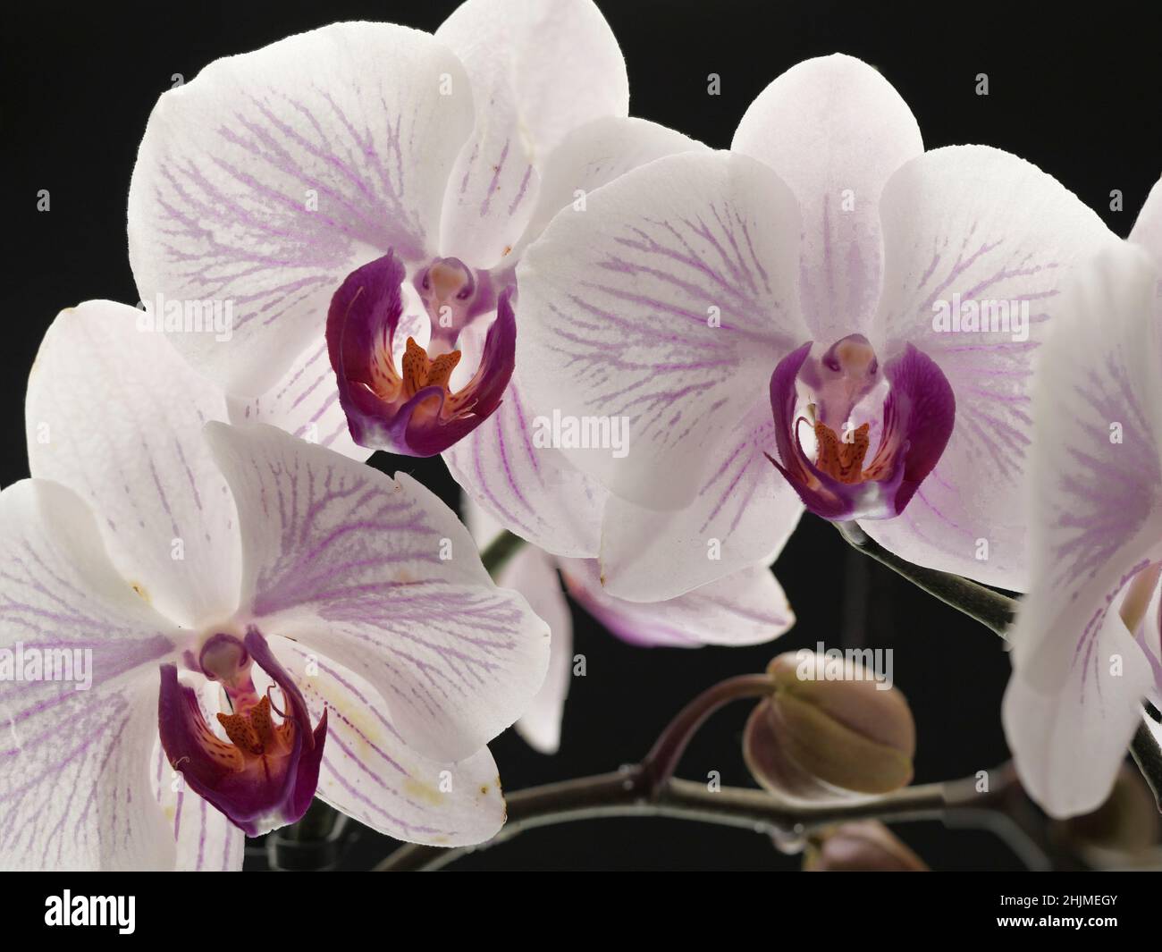 Beautiful white and purple orchid flowers white black background.  Stock Photo