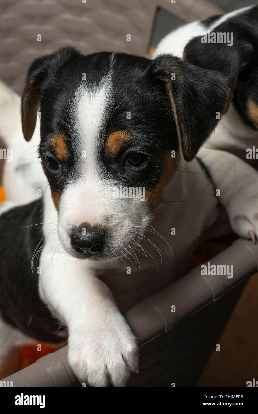 cute Jack Russell puppy sits in a basket Stock Photo