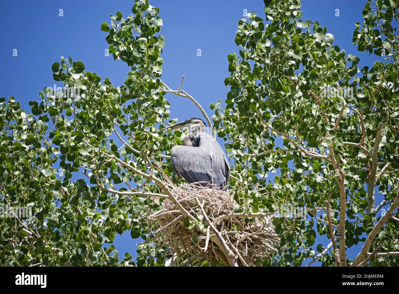 a great blue heron bird sitting on its nest in a cottonwood tree Stock Photo