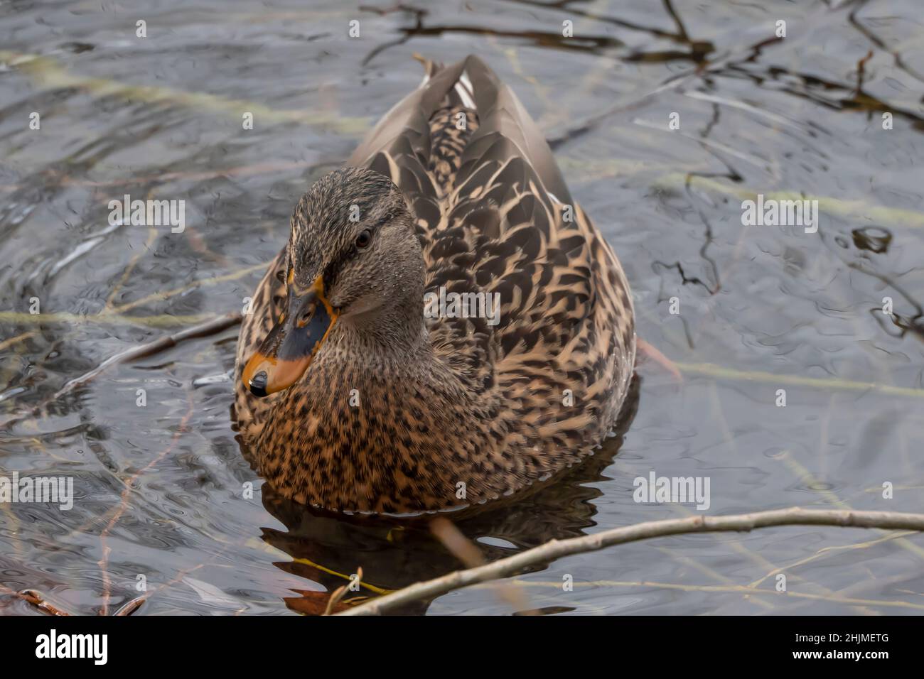 female brown duck, Anas platyrhynchos, swimming in lake Stock Photo