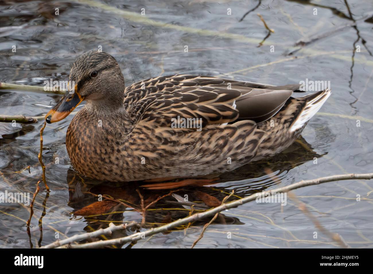 female brown duck, Anas platyrhynchos, swimming in lake, close up. Stock Photo