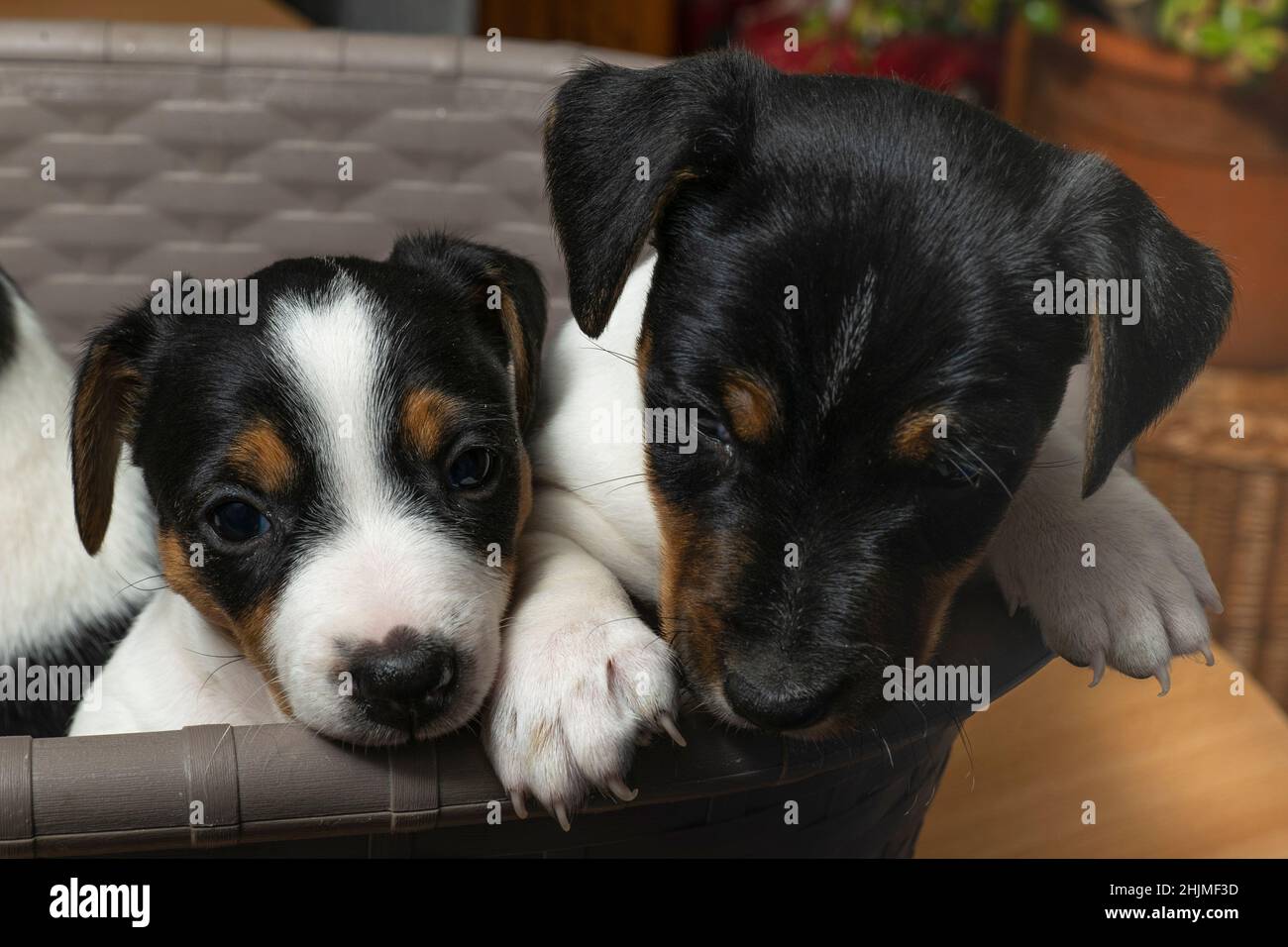 cute Jack Russell puppy sits in a basket Stock Photo