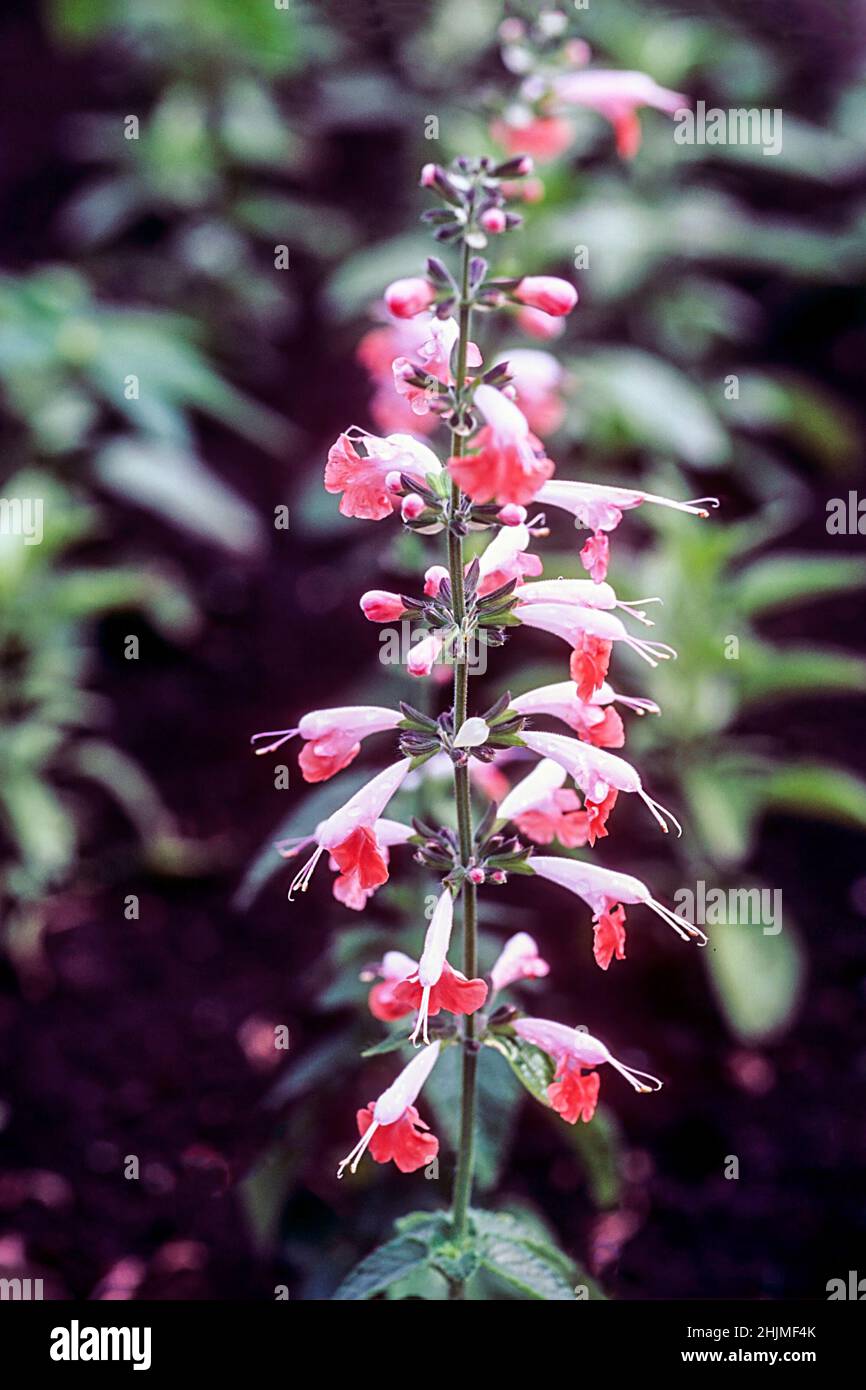 Close up of Salvia coccinea Coral Nymph a bicoloured perennial with coral pink & white flowers summer flowering and frost tender a good coastal plant Stock Photo