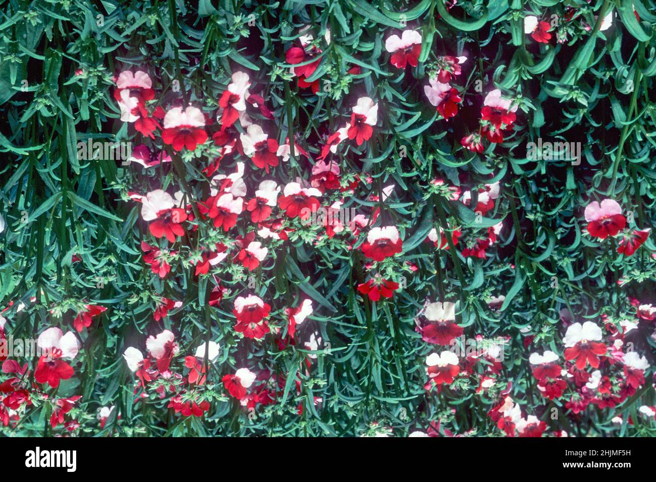 Nemesia strumosa Red Ensign also Danish Flag a summer flowering bicoloured red and white half hardy annual ideal for bedding and containers Stock Photo