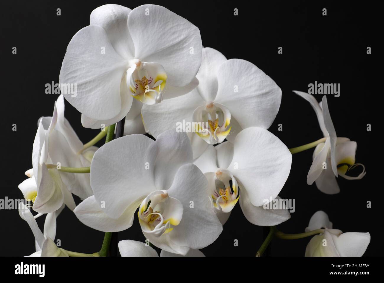 White orchid isolated on black background. Beautiful flower Stock Photo