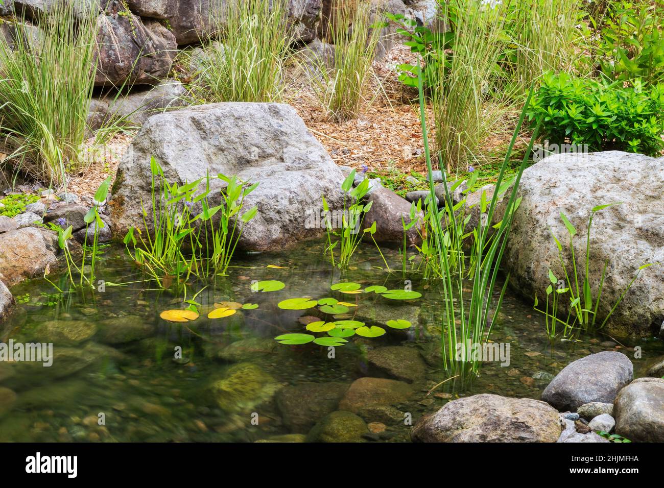 Pond with Acorus calamus ‘variegatus' - Variegated Sweet Flag, Pontederia cordata - Pickerel Weed, Nymphaea - Waterlilies in front yard garden. Stock Photo