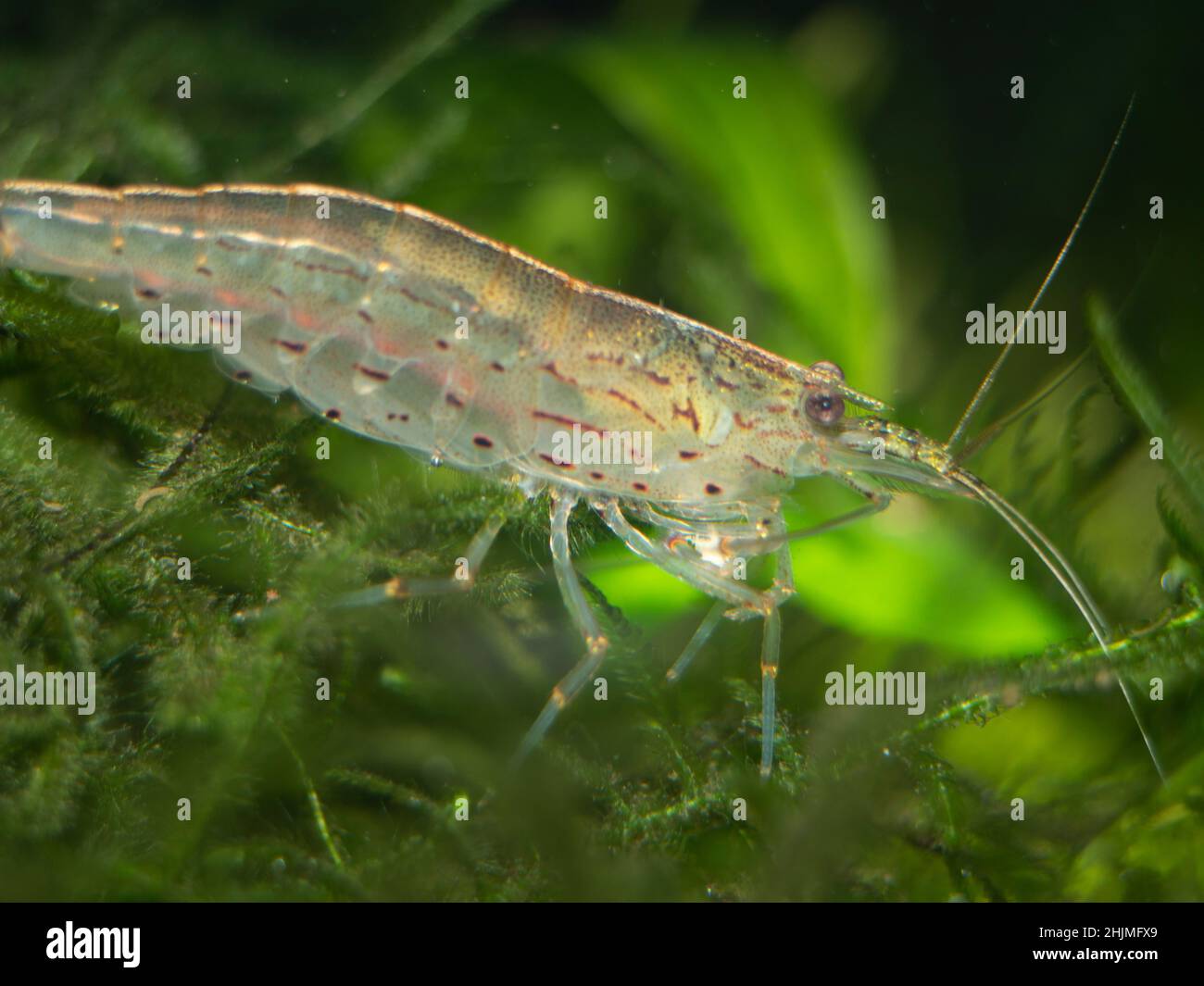 Yamato shrimp on java moss  Stock Photo
