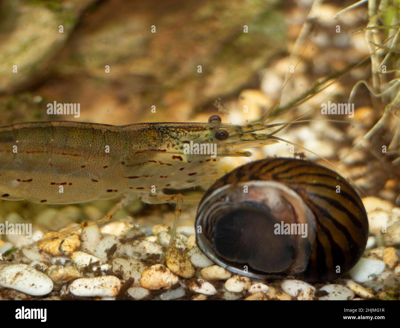 amano shrimp and zebra snail  Stock Photo