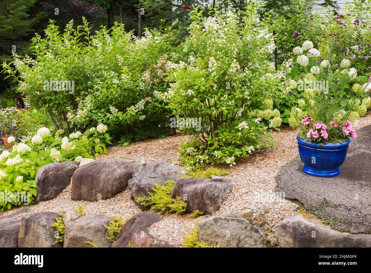 Hydrangea arborescens 'Annabelle', paniculata shrubs in raised rock edged mulch border and blue ceramic planter with pink Impatiens - Balsam flowers. Stock Photo