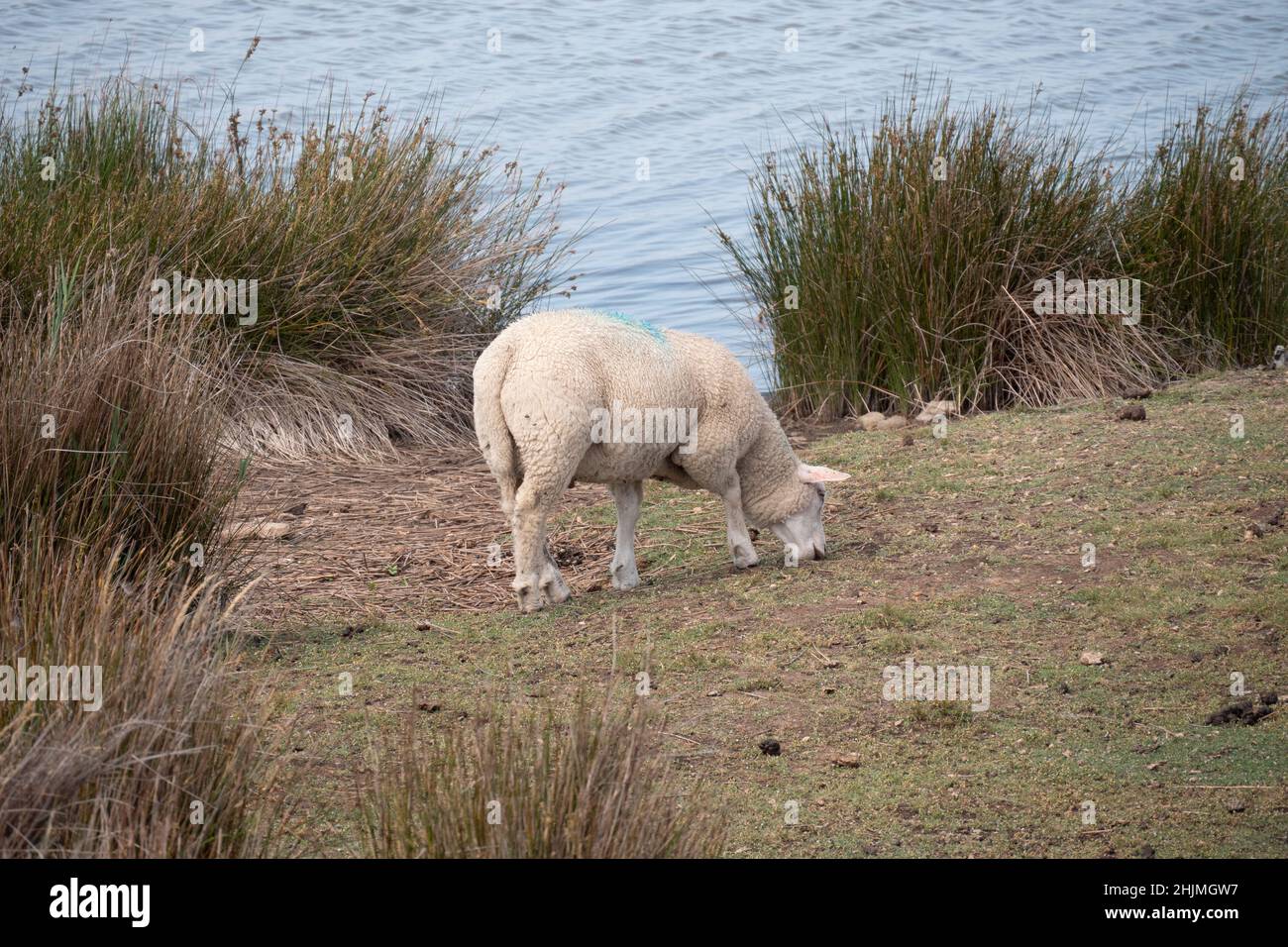 a sheep grazes on the shores of the Baltic Sea Stock Photo