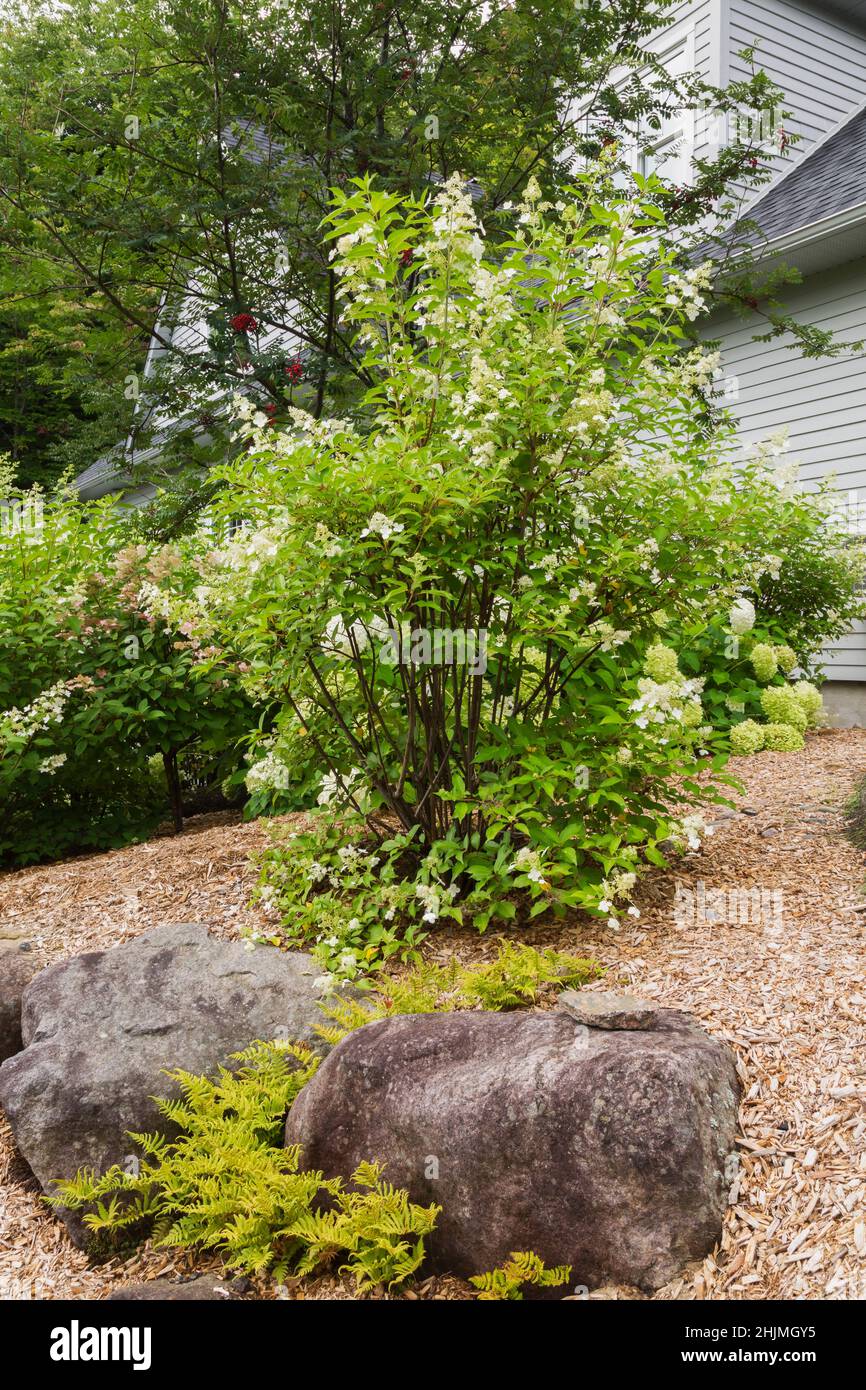 Hydrangea arborescens 'Annabelle', and paniculata shrubs, Pteridophyta - Ferns in raised rock edged mulch border in backyard garden in summer. Stock Photo
